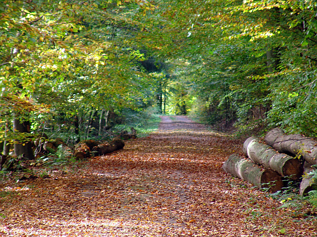 Waldweg