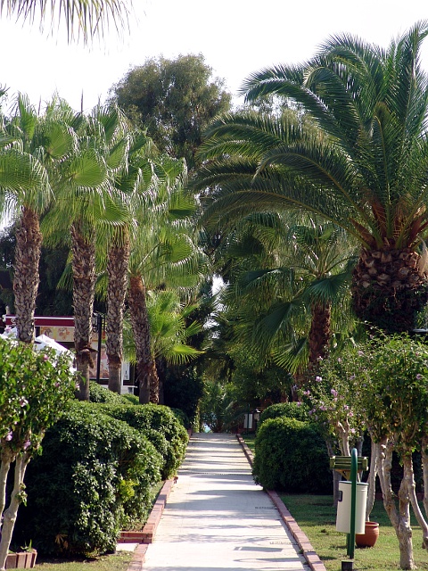 Palmenallee