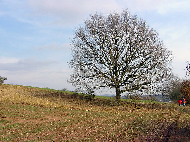 Der Baum