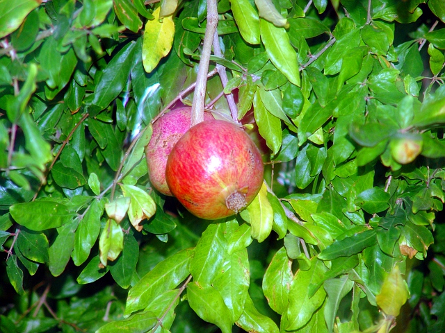 Granatapfel