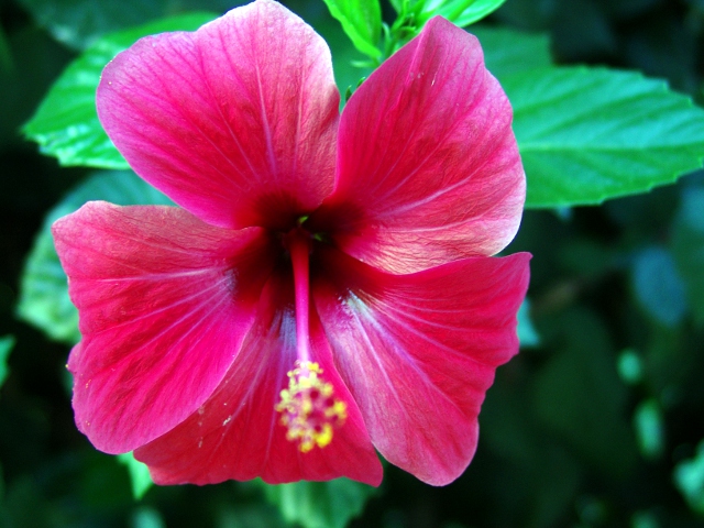 Hibiskus