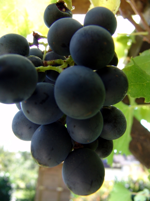 Weintrauben