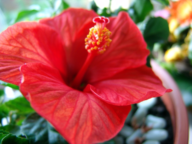 Hibiscus
