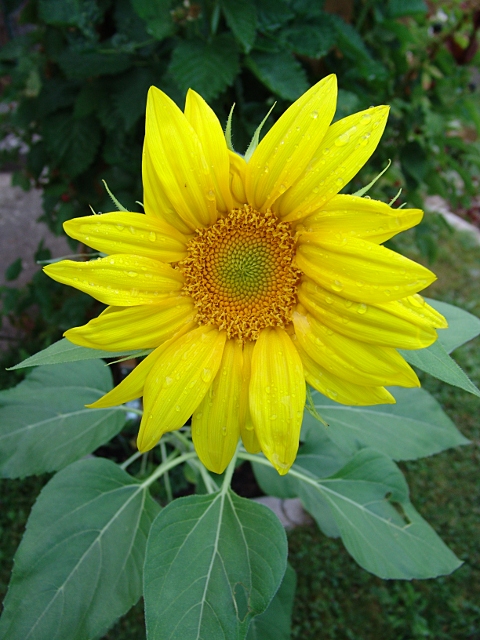 Sonnenblume