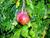 Granatapfel