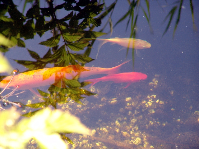 Hommingberger Gepardenforelle