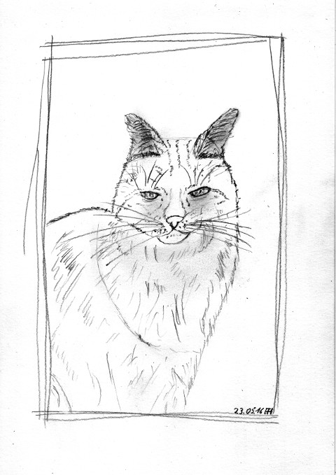 Katzen Portrait